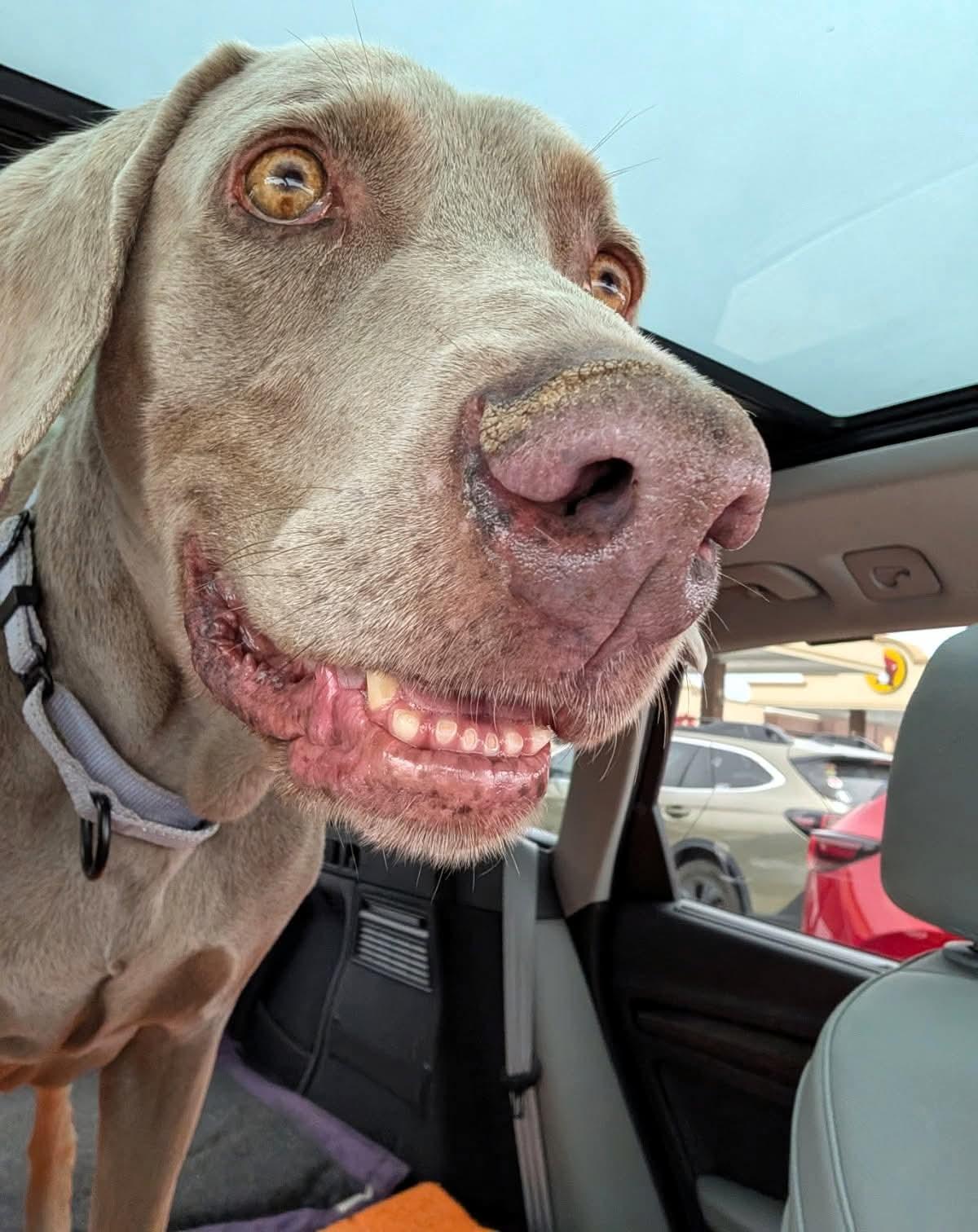 Atticus , a Adoptable Weimaraner in Birmingham, AL image 2/6