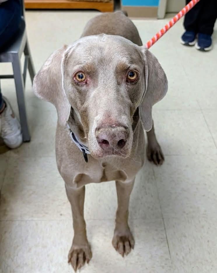 Atticus , a Adoptable Weimaraner in Birmingham, AL image 3/6