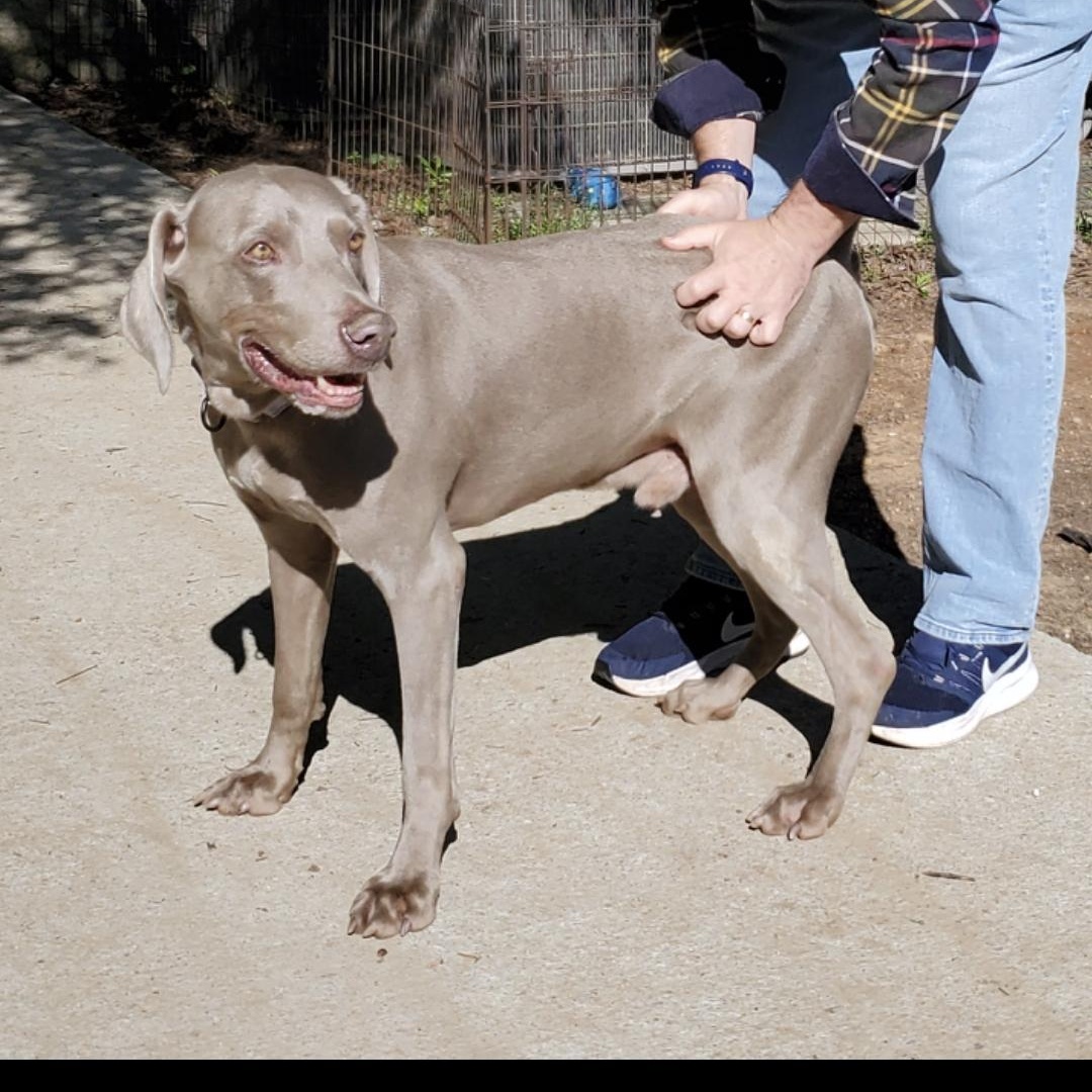 Atticus , a Adoptable Weimaraner in Birmingham, AL image 4/6