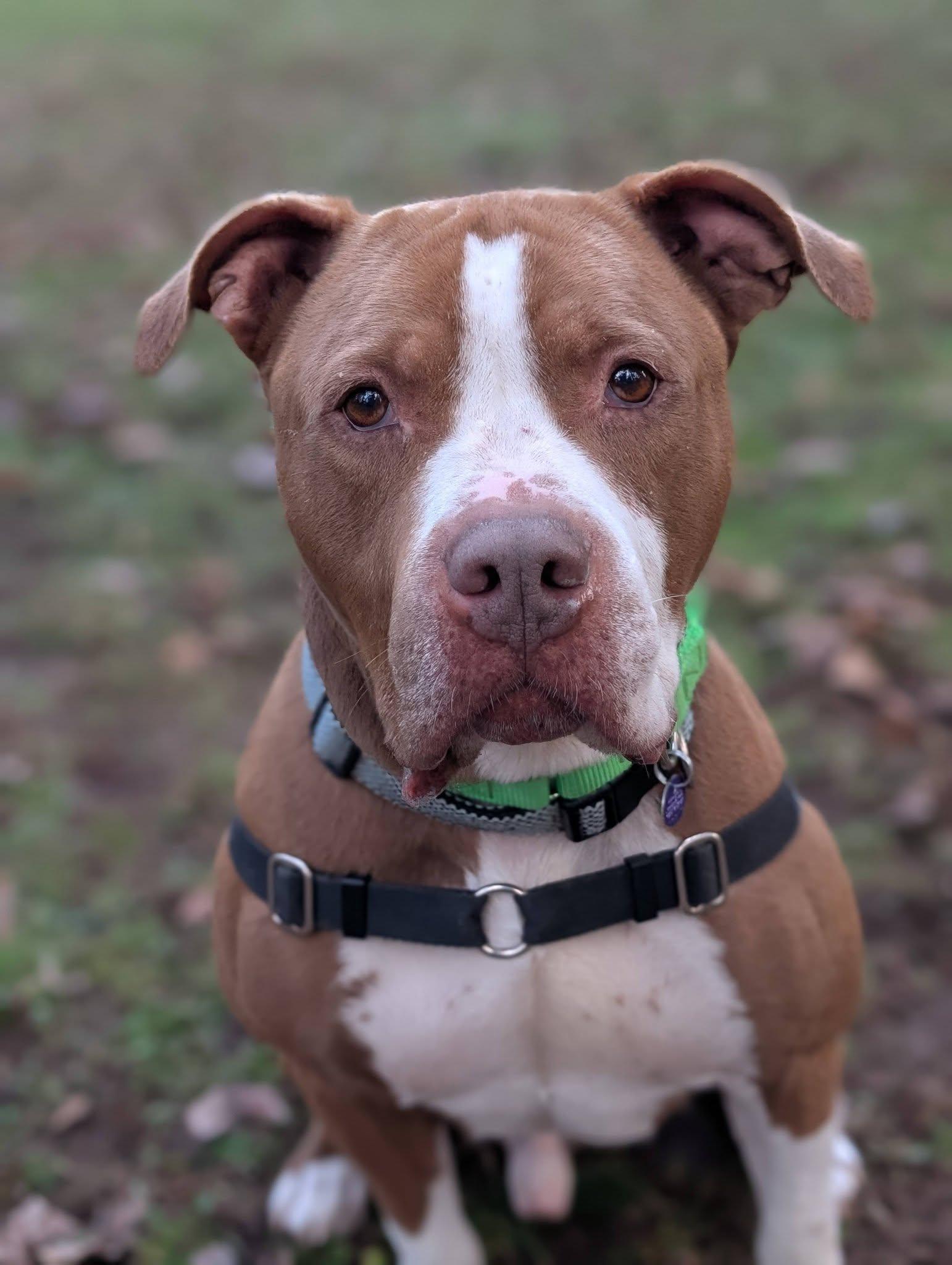 Enlarge Thor, an adopted mixed breed in Bellingham, WA image 2/6