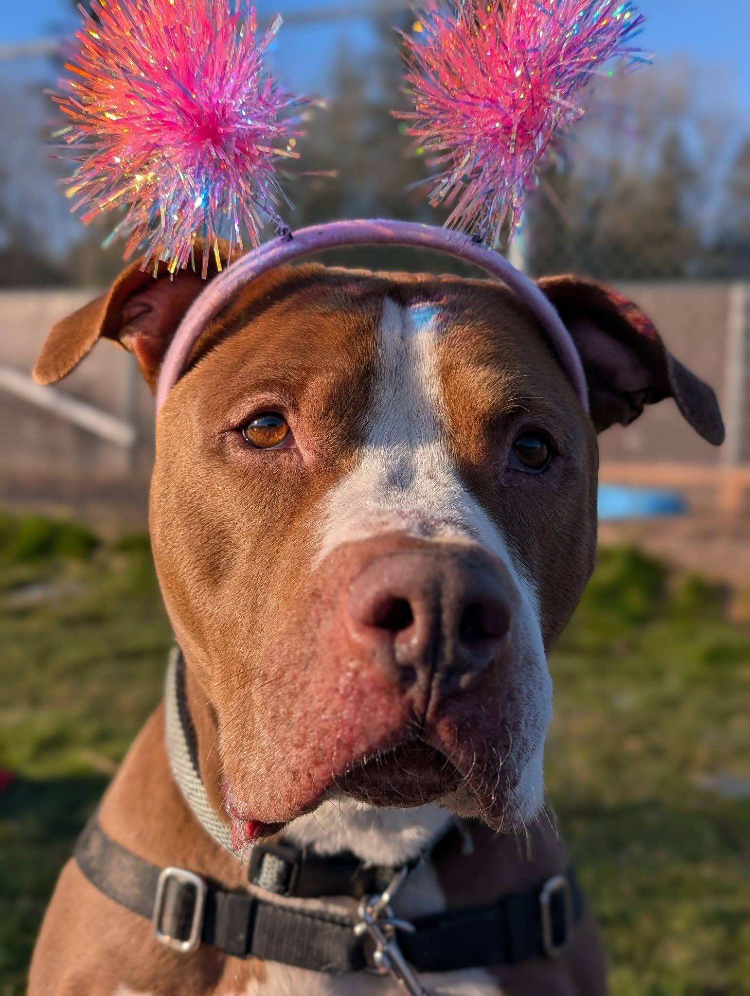 Enlarge Thor, an adopted mixed breed in Bellingham, WA image 4/6