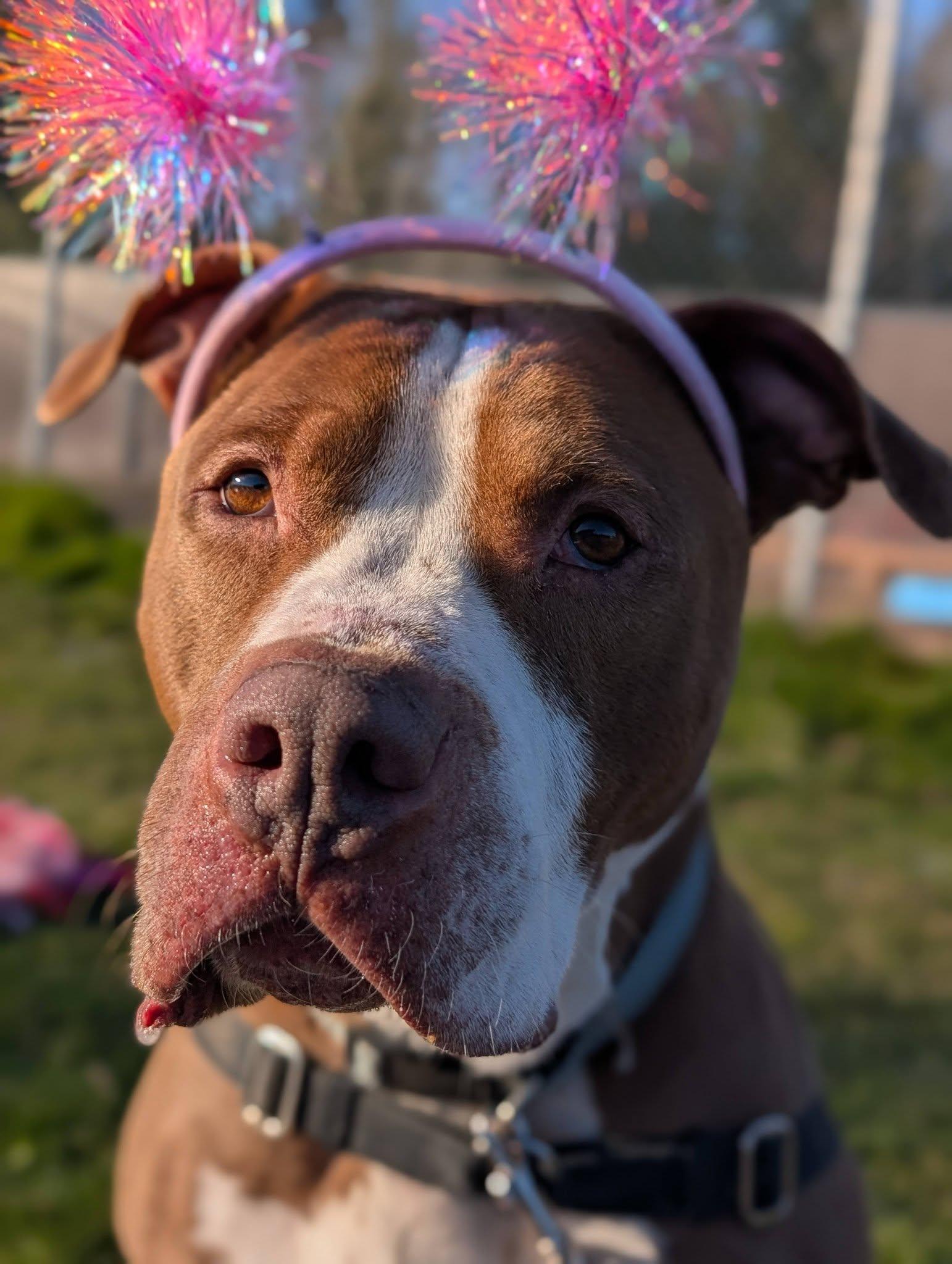 Thor, ADOPTABLE, Senior Male Pit Bull Terrier.
