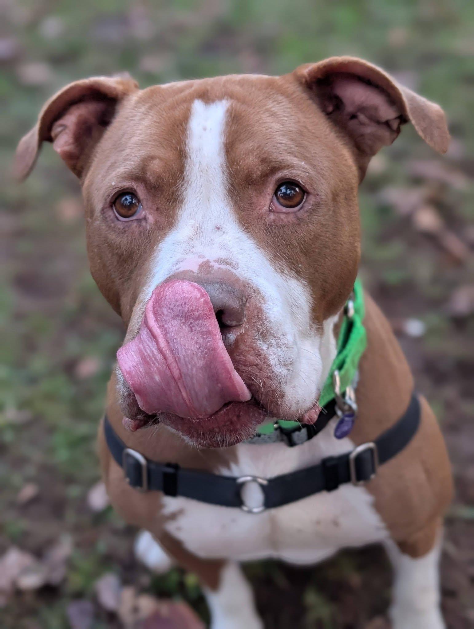 Enlarge Thor, an adopted mixed breed in Bellingham, WA image 3/6