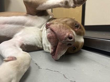 Enlarge Thor, an adopted mixed breed in Bellingham, WA image 6/6