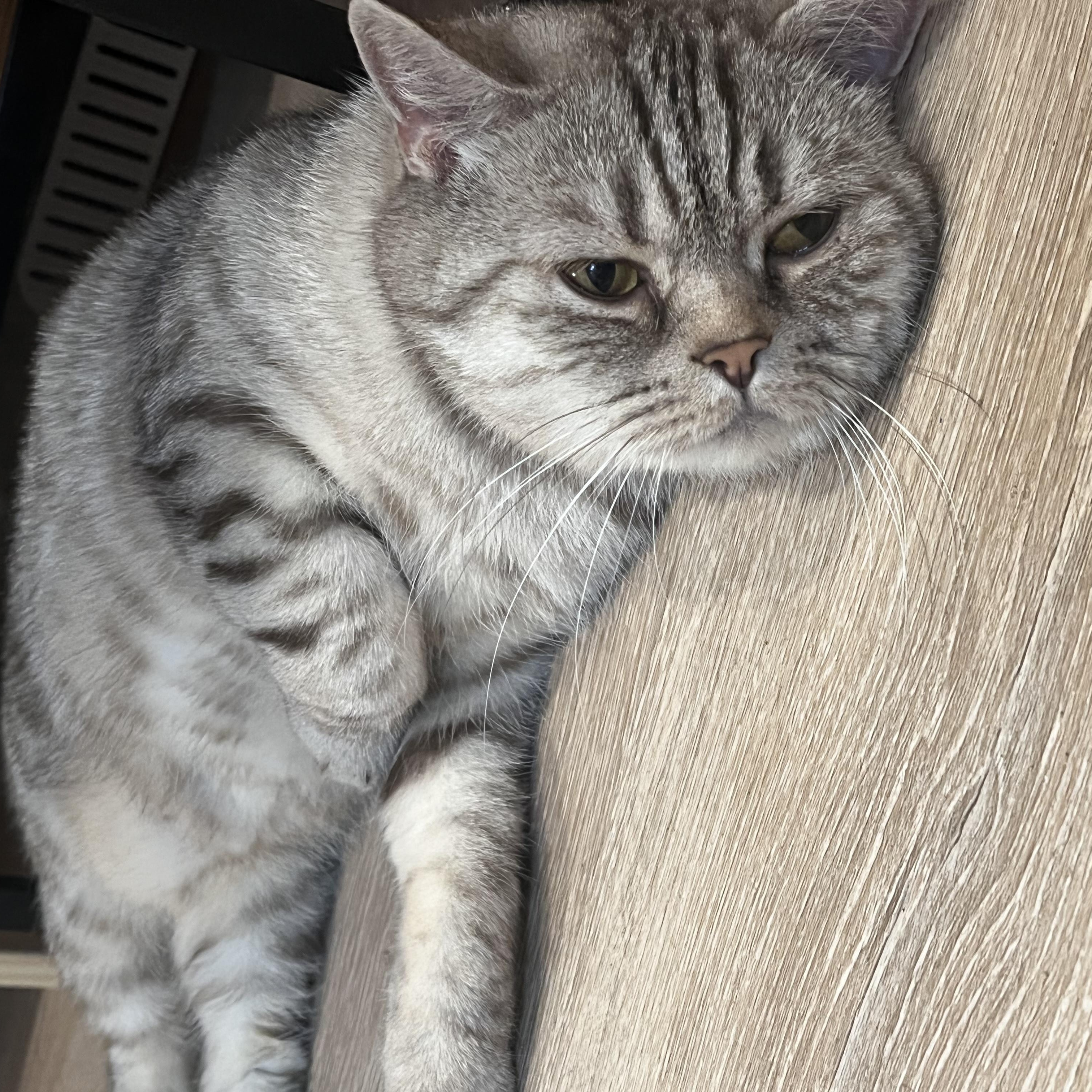 Enlarge Jasper, an adopted mixed breed in Flushing, NY image 2/6