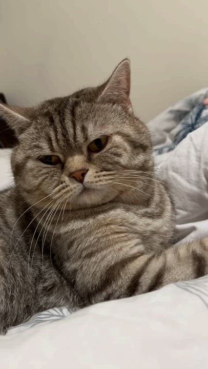 Enlarge Jasper, an adopted mixed breed in Flushing, NY video 3/6