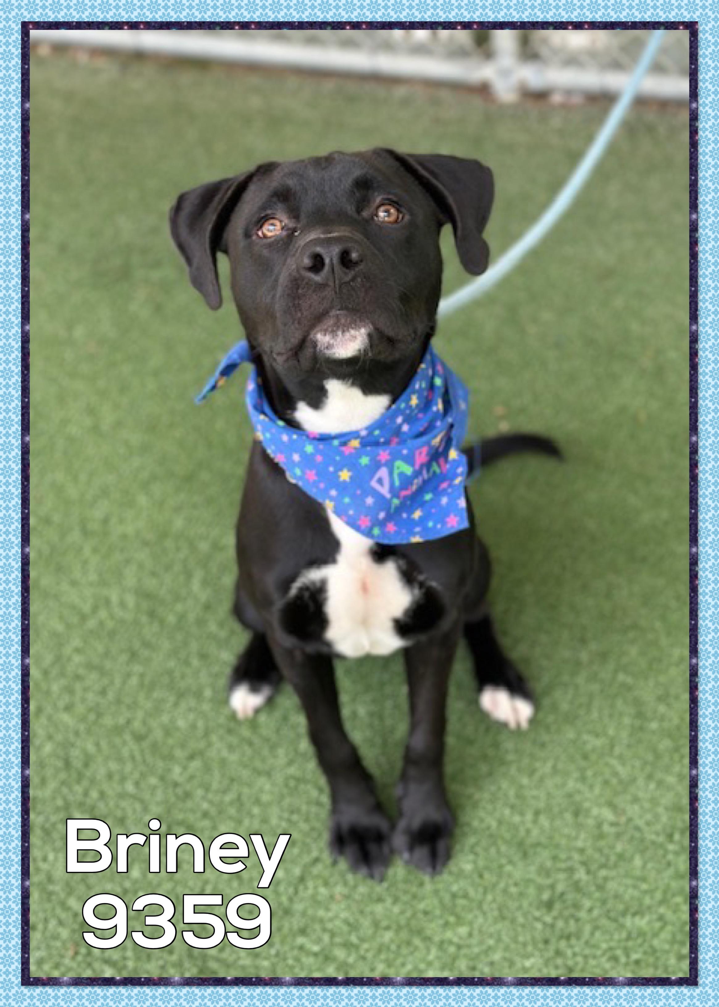 This adorable pup is Briney He arrived at the shelter on 713 Unfortunately this is not Brineys 