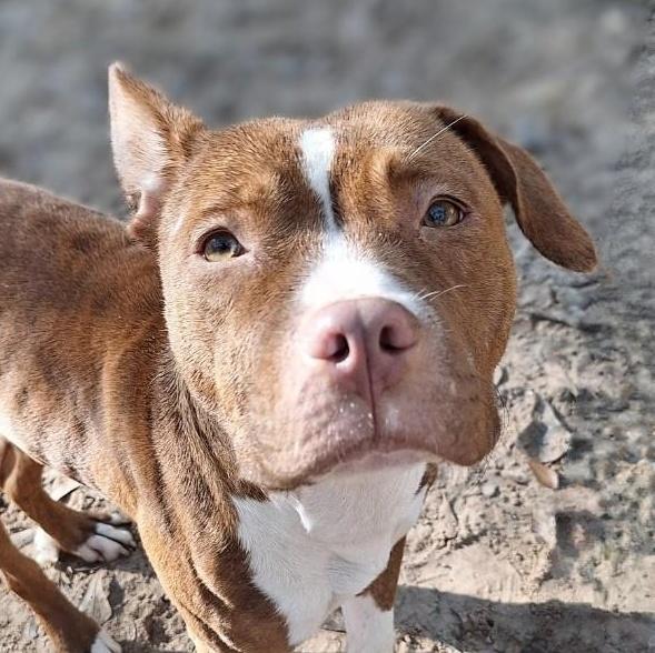 Daisy, Adult Female Pit Bull Terrier