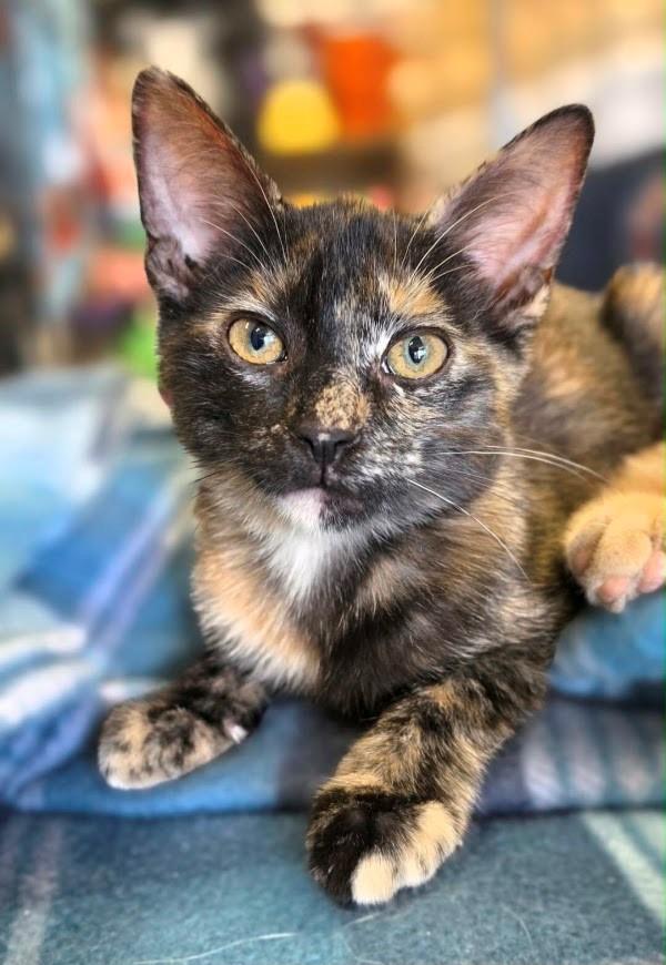 Enlarge Haven MD, an adopted Tortoiseshell in West Bloomfield, MI image 1/3