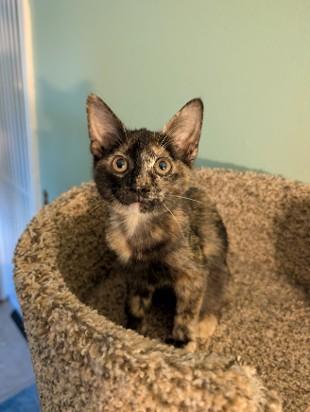 Enlarge Haven MD, an adopted Tortoiseshell in West Bloomfield, MI image 2/3