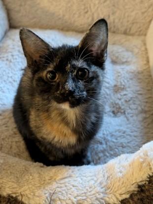 Enlarge Haven MD, an adopted Tortoiseshell in West Bloomfield, MI image 3/3
