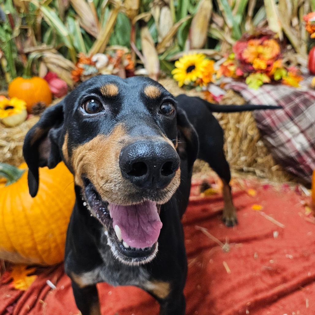 Boomer, a Adoptable Mixed Breed in Concord, NC image 1/3