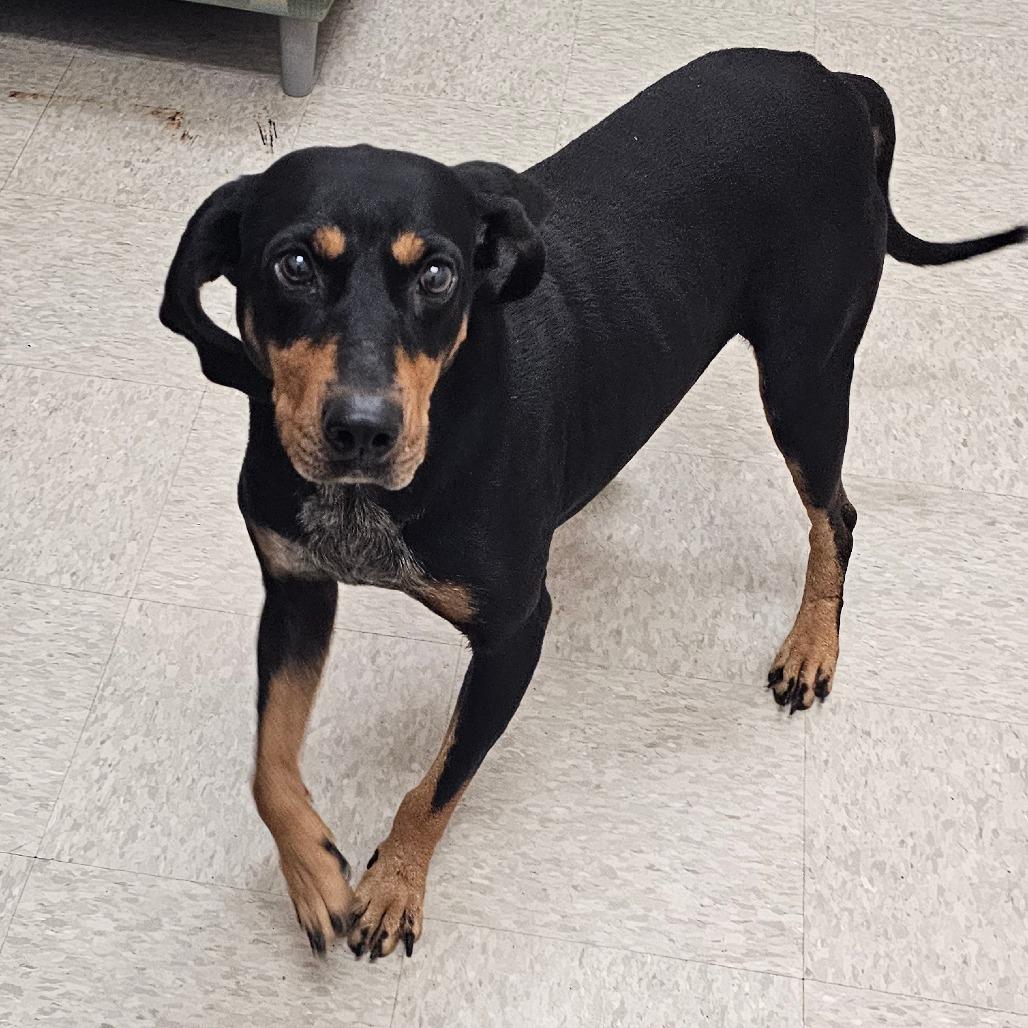 Boomer, a Adoptable Mixed Breed in Concord, NC image 2/3