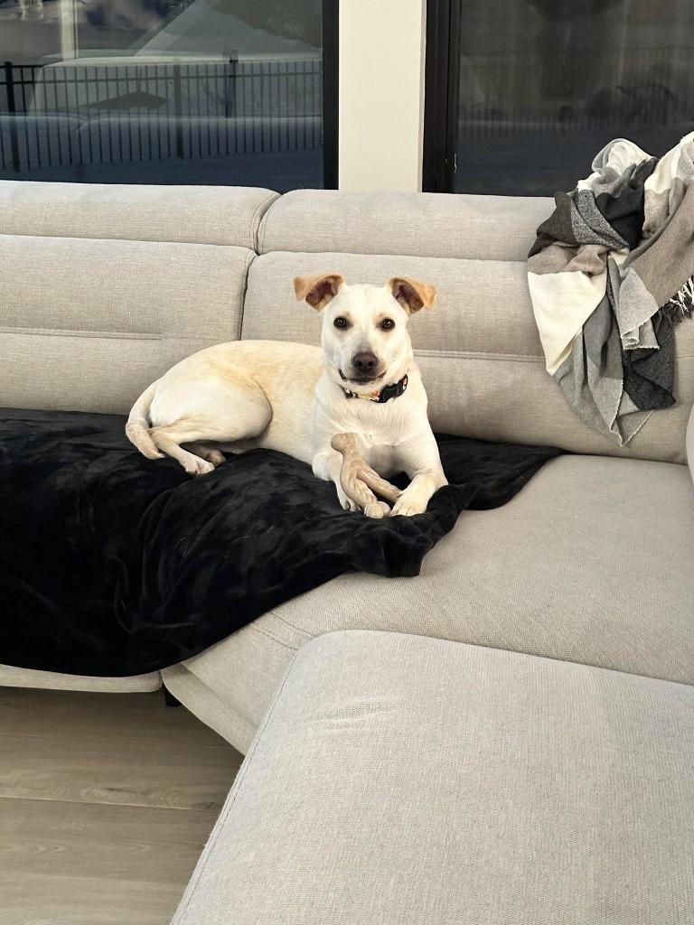 Janeane $450, Adoptable, Young Female Whippet & Labrador Retriever.