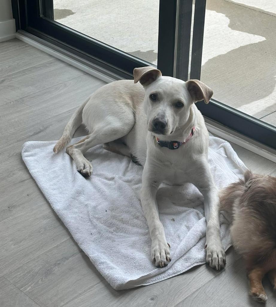 Enlarge Janeane $450, a Adoptable mixed breed in Milwaukee, WI image 1/5