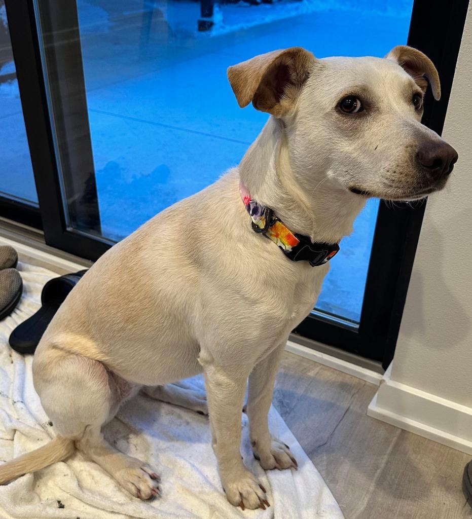 Enlarge Janeane $450, a Adoptable mixed breed in Milwaukee, WI image 2/6