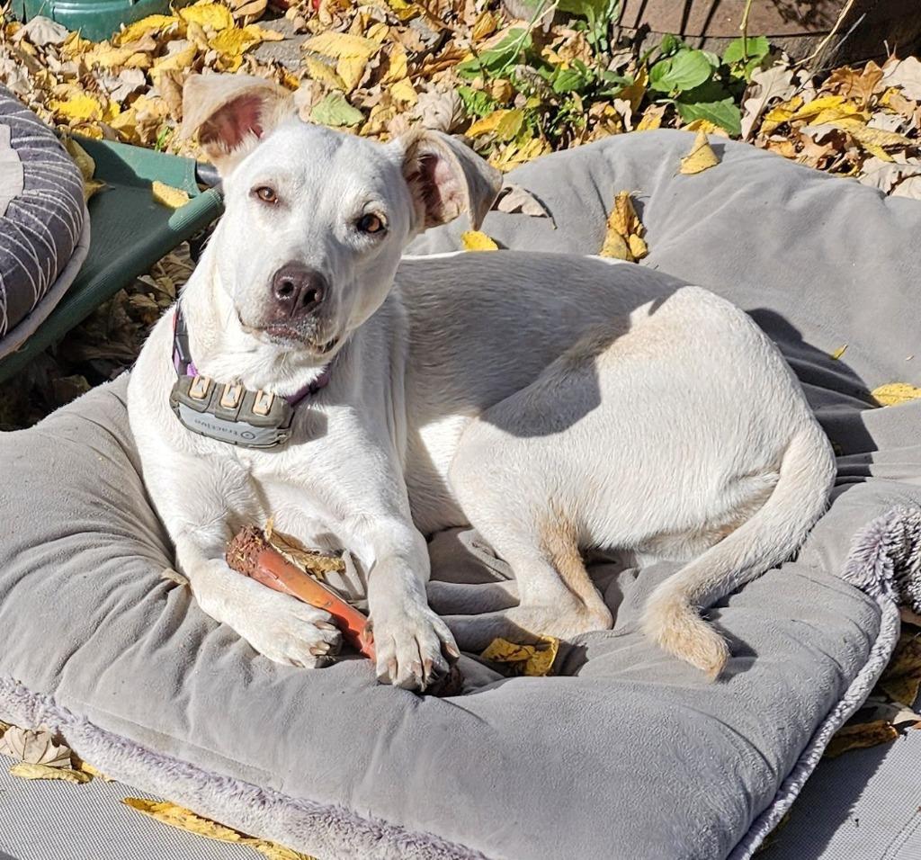 Enlarge Janeane $450, a Adoptable mixed breed in Milwaukee, WI image 2/5