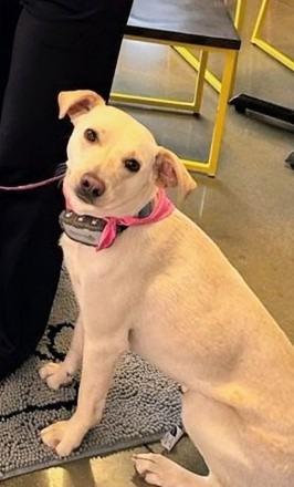 Janeane $450, Adoptable, Young Female Labrador Retriever & Shepherd.