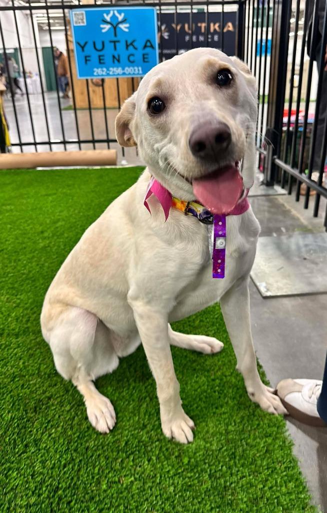 Enlarge Janeane $450, a Adoptable mixed breed in Milwaukee, WI image 4/5