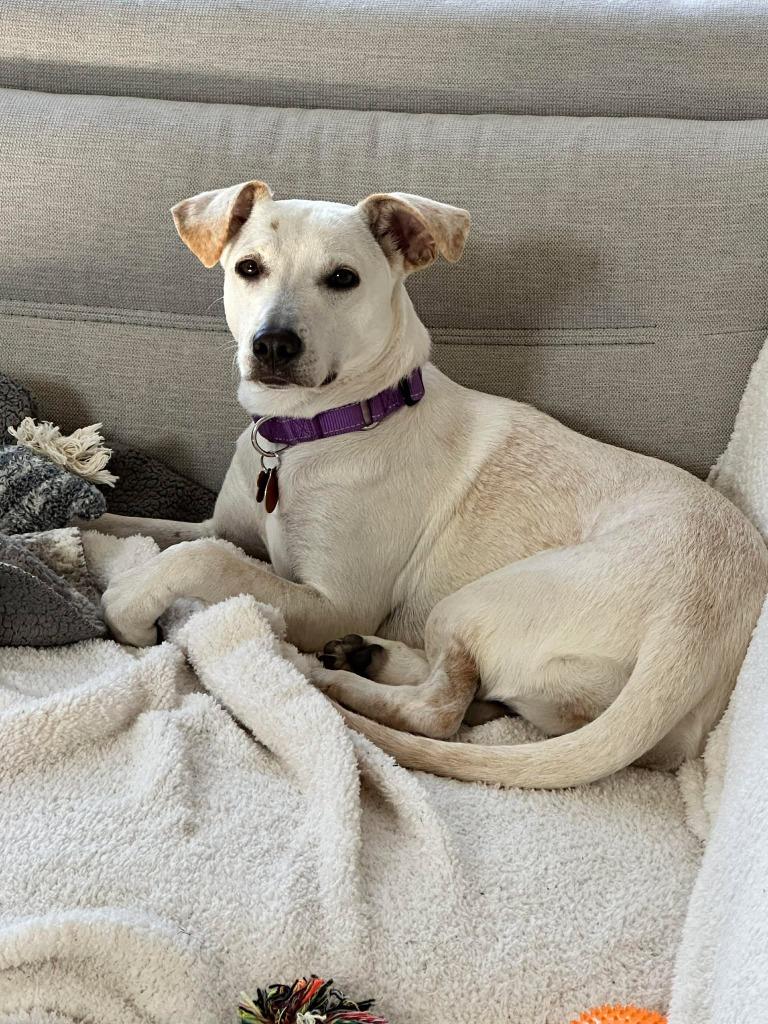 Enlarge Janeane $450, a Adoptable mixed breed in Milwaukee, WI image 3/6