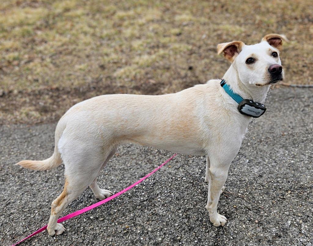 Enlarge Janeane $450, a Adoptable mixed breed in Milwaukee, WI image 4/6