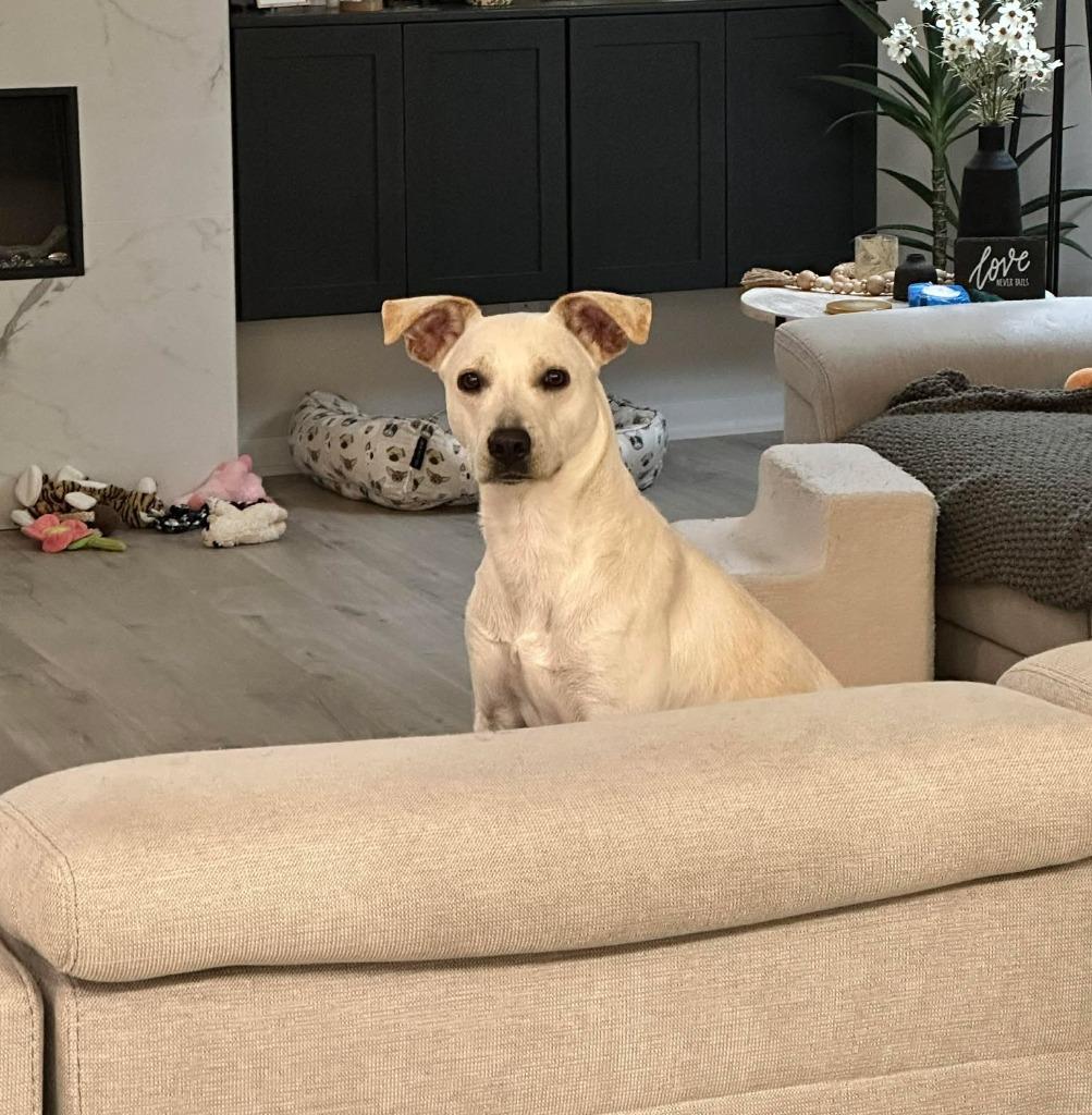 Enlarge Janeane $450, a Adoptable mixed breed in Milwaukee, WI image 5/6