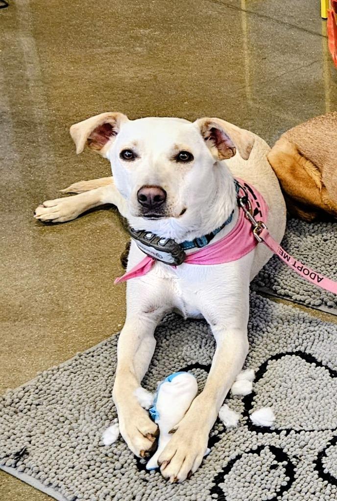 Enlarge Janeane $450, a Adoptable mixed breed in Milwaukee, WI image 5/6