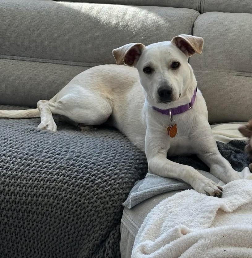 Enlarge Janeane $450, a Adoptable mixed breed in Milwaukee, WI image 5/5