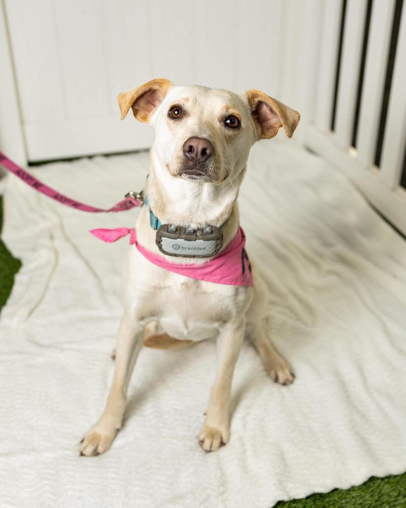 Enlarge Janeane $450, a Adoptable mixed breed in Milwaukee, WI image 6/6