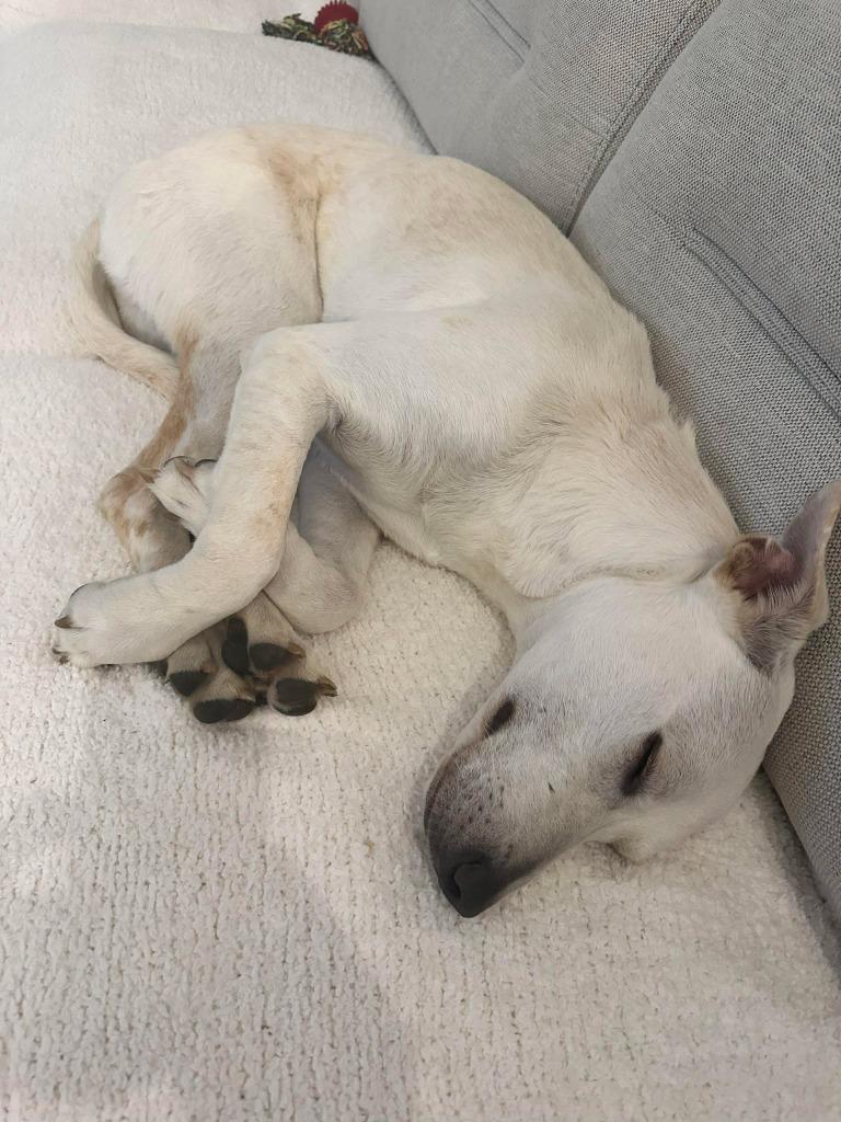 Enlarge Janeane $450, a Adoptable mixed breed in Milwaukee, WI image 6/6