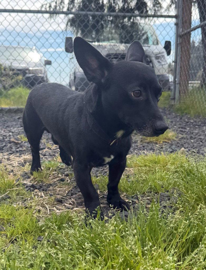 Kimo, Adoptable, Adult Male Dachshund.