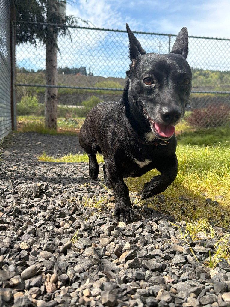 Enlarge Kimo, a Adoptable Dachshund in St. Helens, OR image 2/2