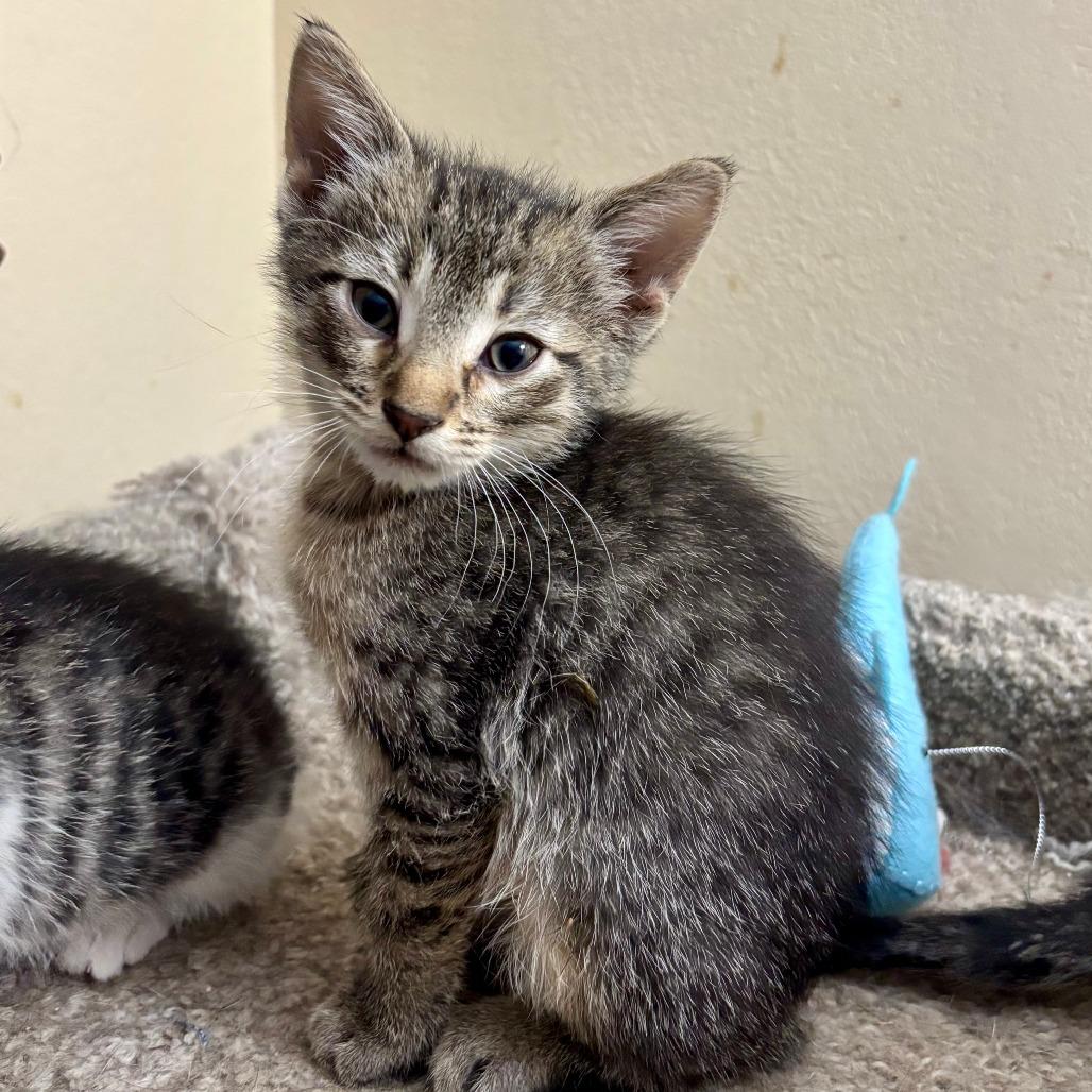 Enlarge Bruce **Off-Site Foster Home**, a Adoptable Domestic Short Hair in Troy, IL image 1/1