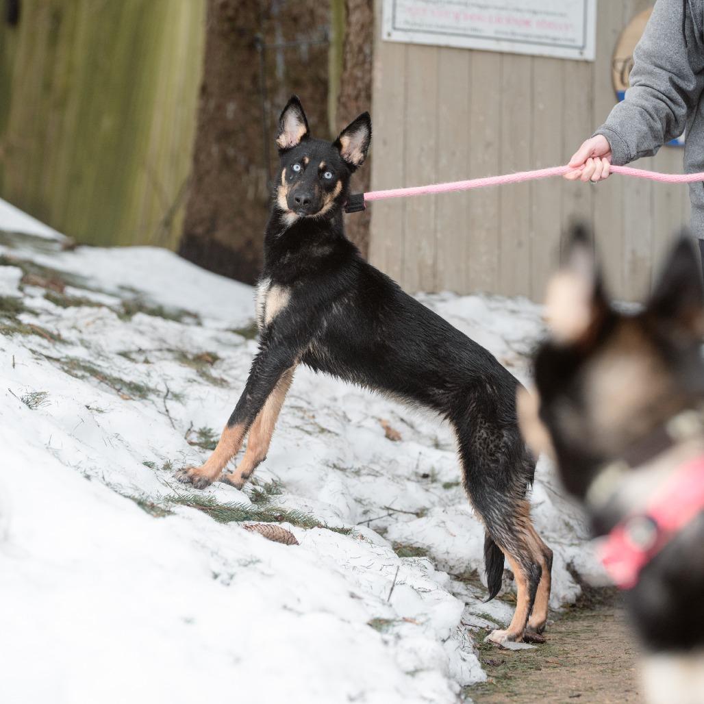 Enlarge Inkblot, a Adoptable German Shepherd Dog in Chester Springs, PA image 3/6