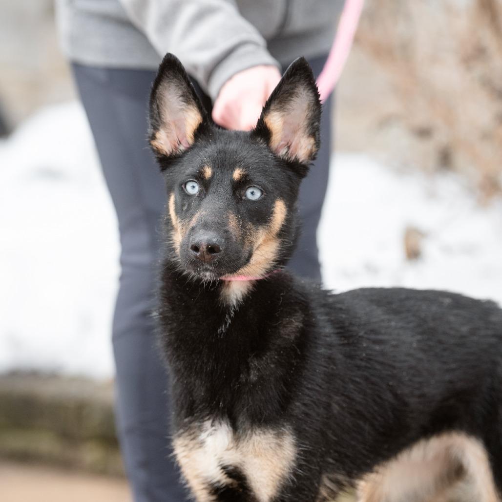 Inkblot, Adoptable, Puppy Female German Shepherd Dog.