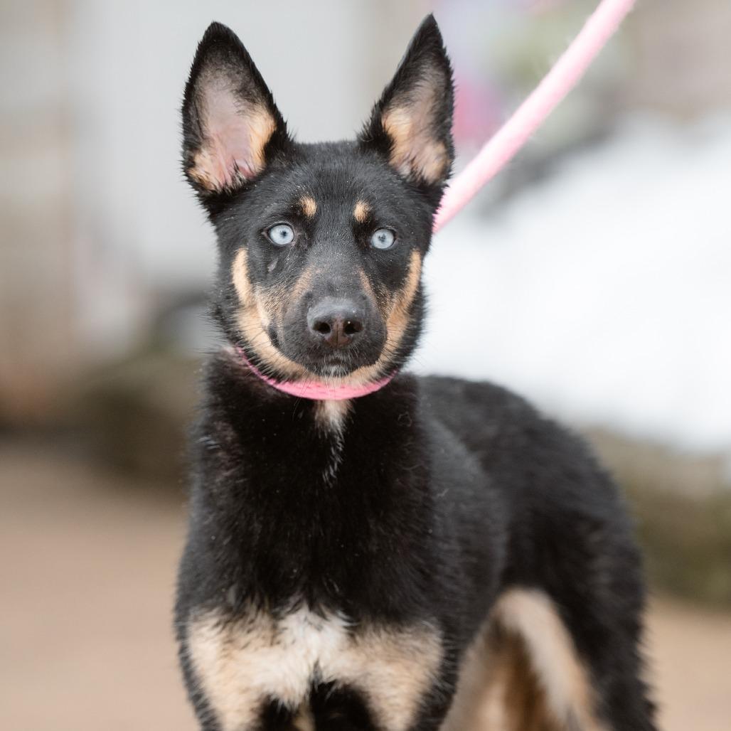 Enlarge Inkblot, a Adoptable German Shepherd Dog in Chester Springs, PA image 6/6