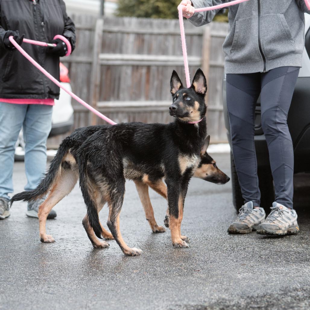 Enlarge Inkblot, a Adoptable German Shepherd Dog in Chester Springs, PA image 4/6