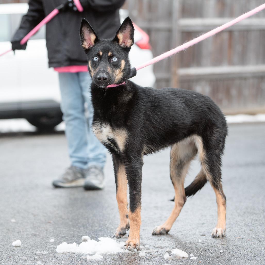 Enlarge Inkblot, a Adoptable German Shepherd Dog in Chester Springs, PA image 2/6