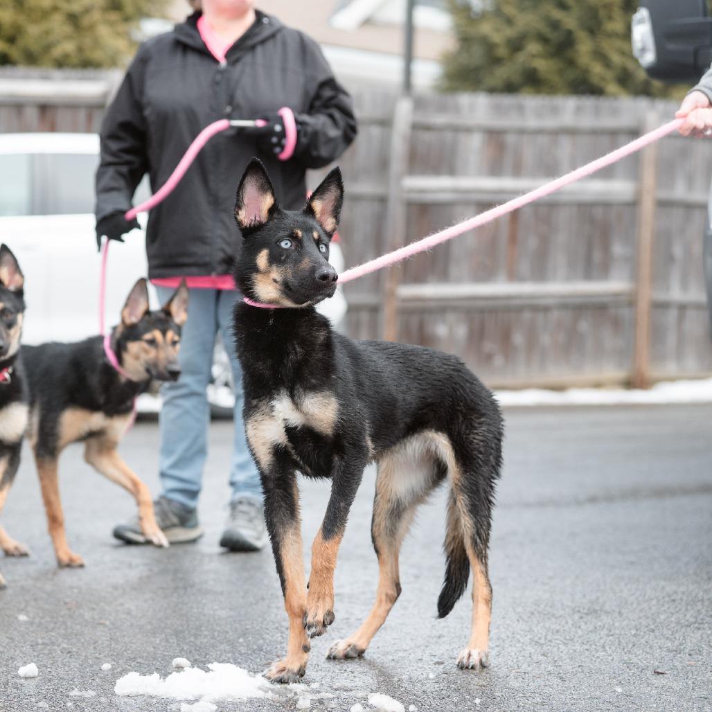 Enlarge Inkblot, a Adoptable German Shepherd Dog in Chester Springs, PA image 5/6