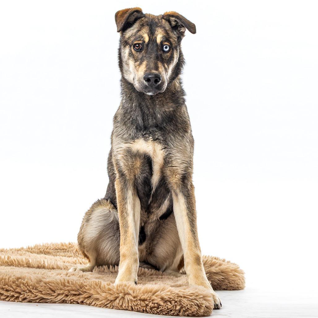 Enlarge Lawrence, a Adoptable mixed breed in Reno, NV image 1/3