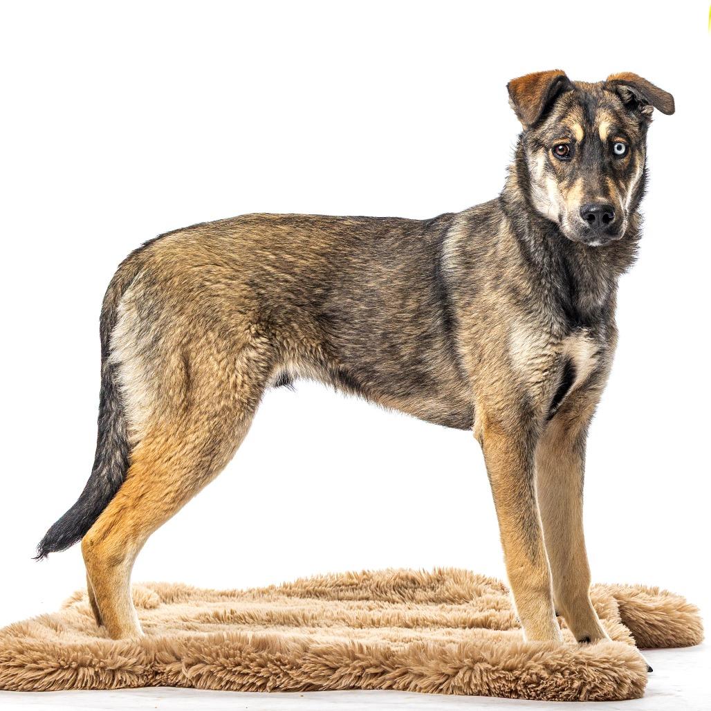 Enlarge Lawrence, a Adoptable mixed breed in Reno, NV image 2/3