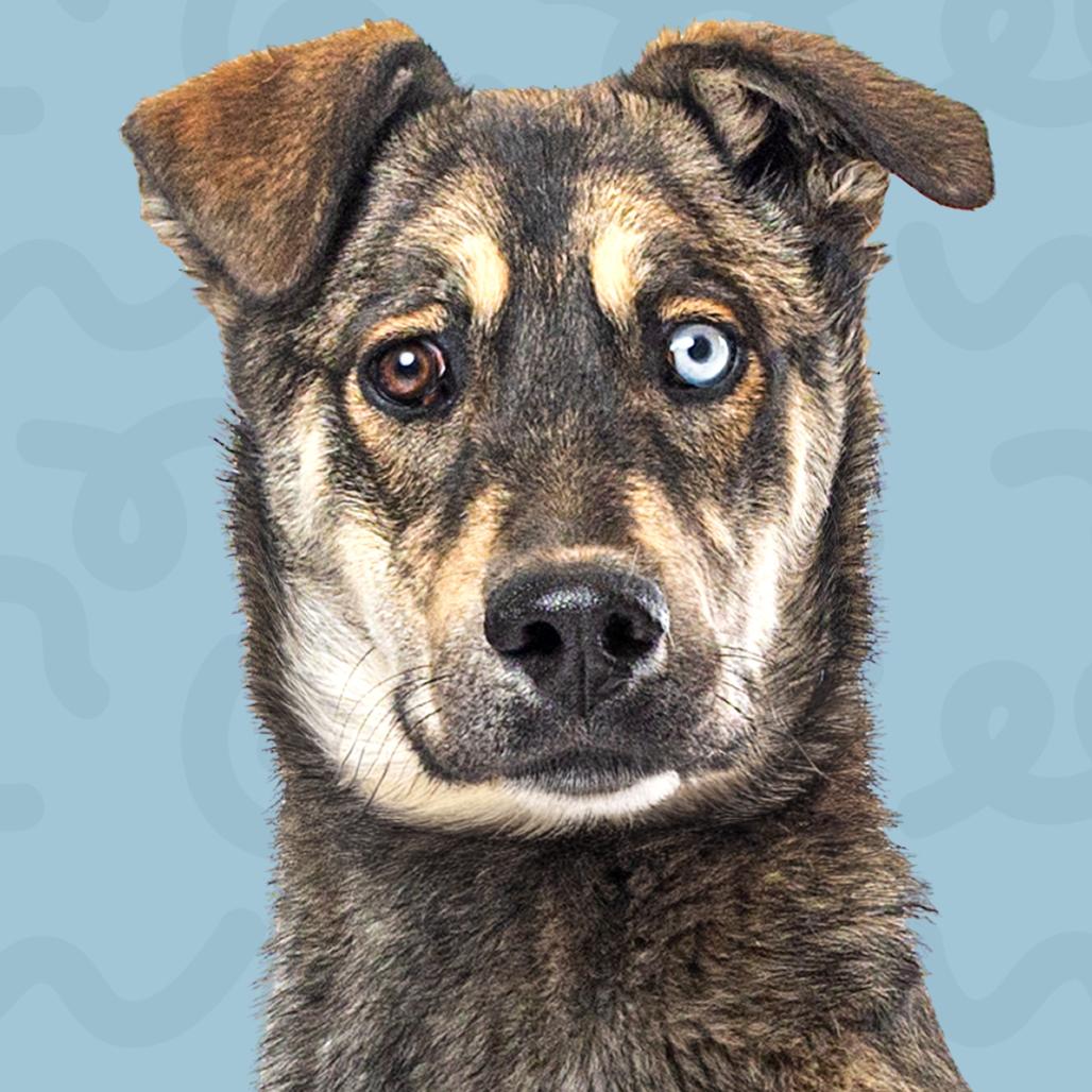 Enlarge Lawrence, a Adoptable mixed breed in Reno, NV image 3/3