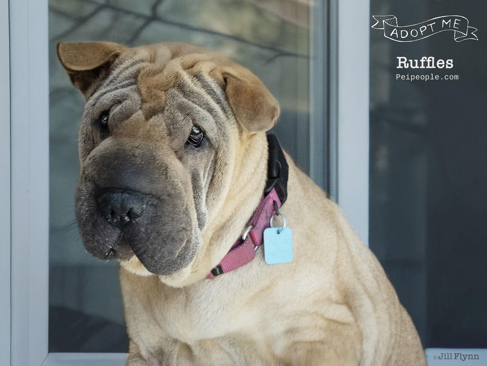 Ruffles, Adoptable, Adult Female Shar-Pei.