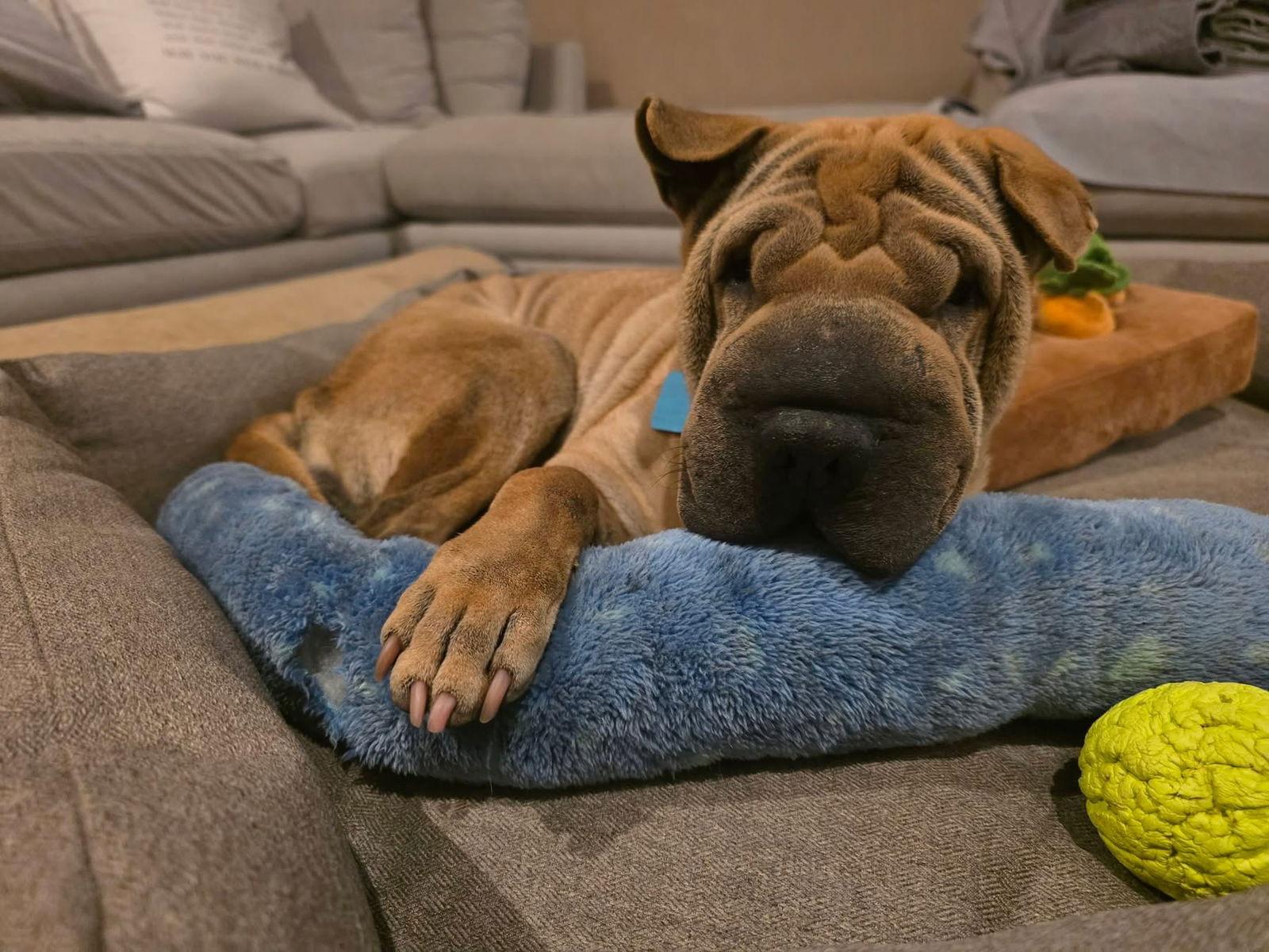 Enlarge Ruffles, a Adoptable Shar-Pei in Tempe, AZ image 1/3