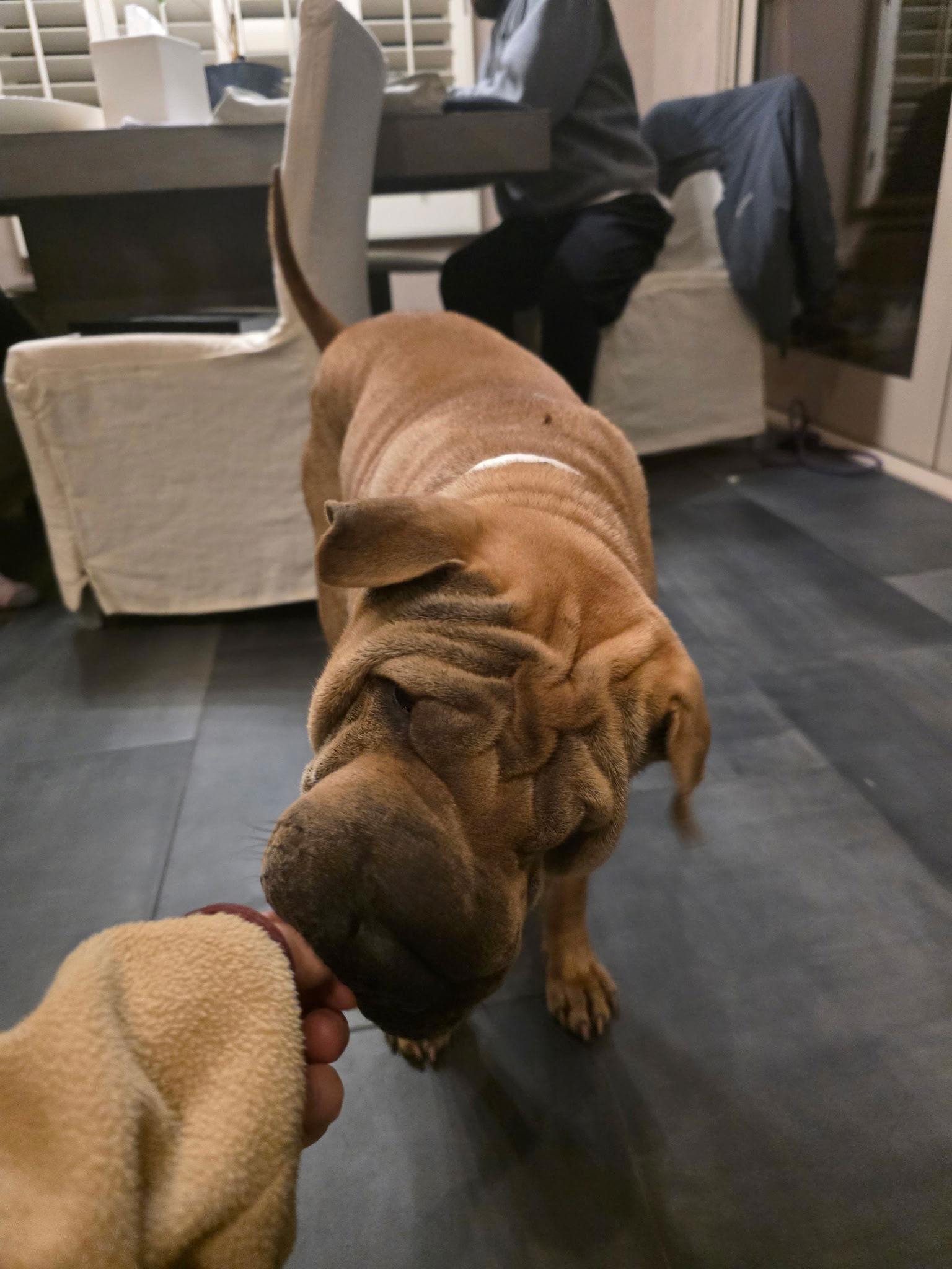 Ruffles, Adoptable, Adult Female Shar-Pei.
