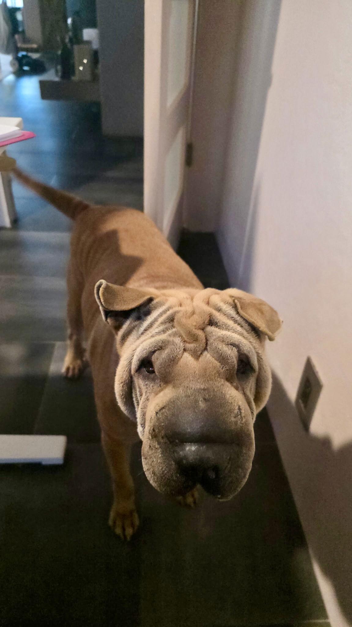 Enlarge Ruffles, a Adoptable Shar-Pei in Tempe, AZ image 3/3