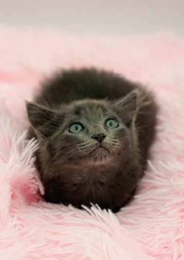 Pad See Ew, an adoptable mixed breed in Covington, LA image 6/6