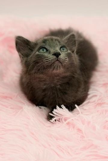 Pad See Ew, an adoptable mixed breed in Covington, LA image 4/6
