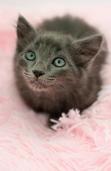 Pad See Ew, an adoptable mixed breed in Covington, LA image 3/6
