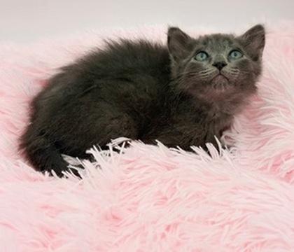 Pad See Ew, an adoptable mixed breed in Covington, LA image 5/6